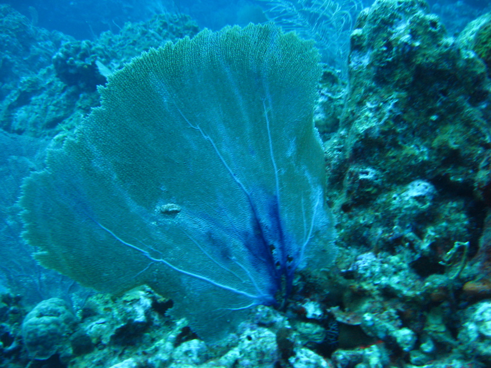 IMG_0742.JPG