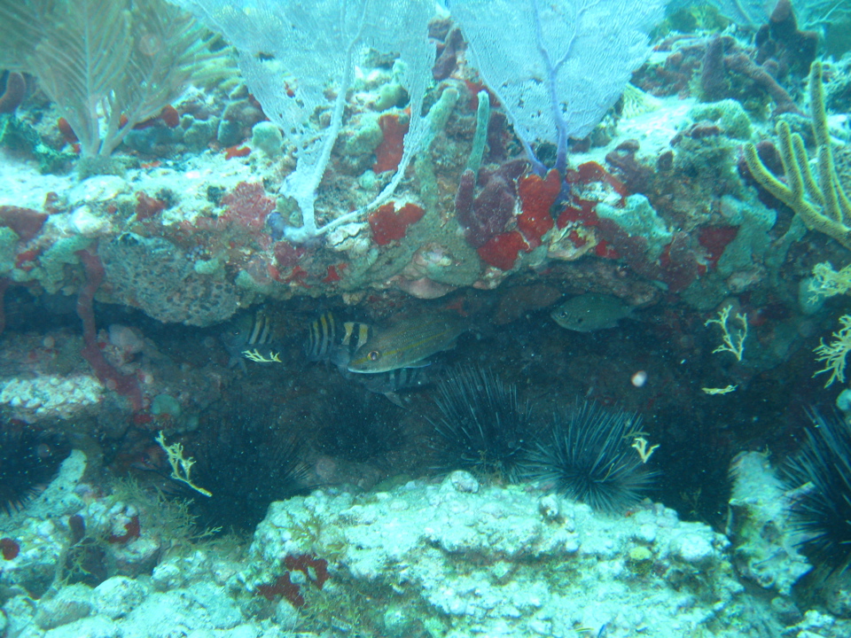 IMG_1003.JPG
