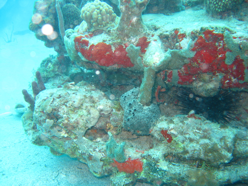 IMG_1005.JPG
