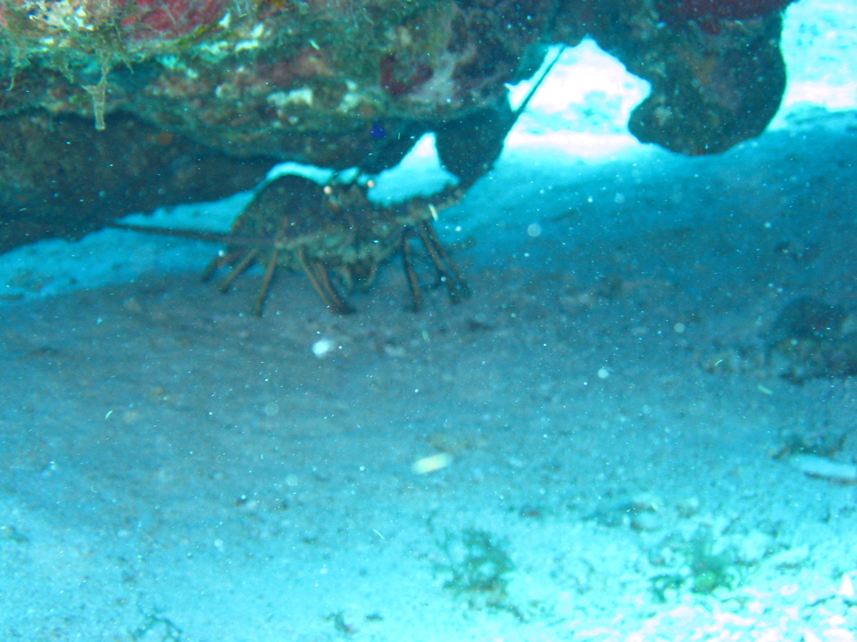 IMG_1043.JPG