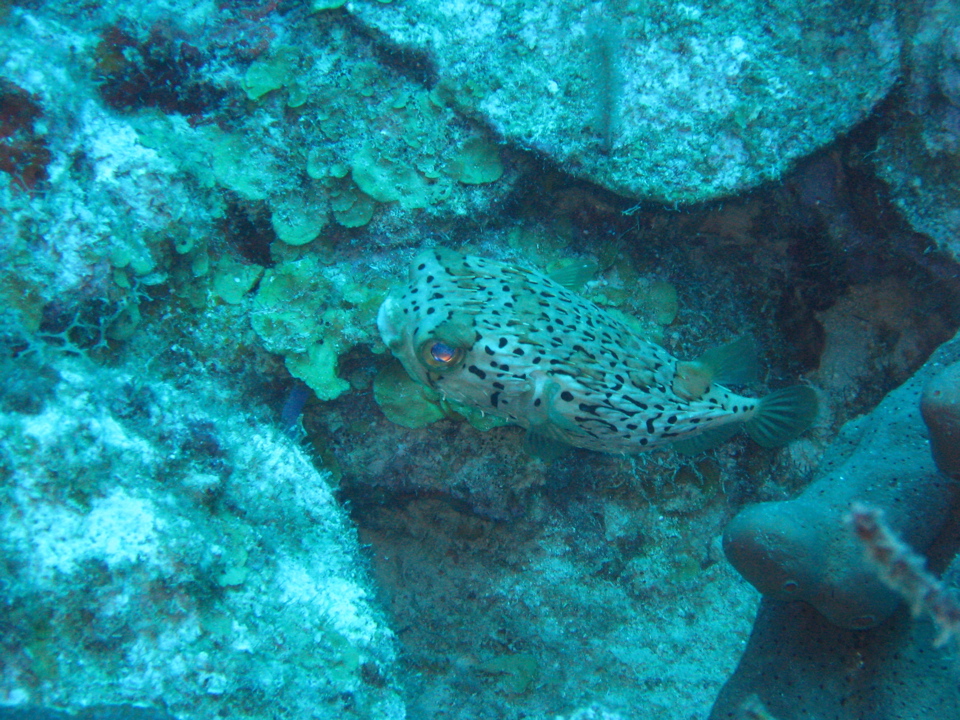 IMG_1081.JPG