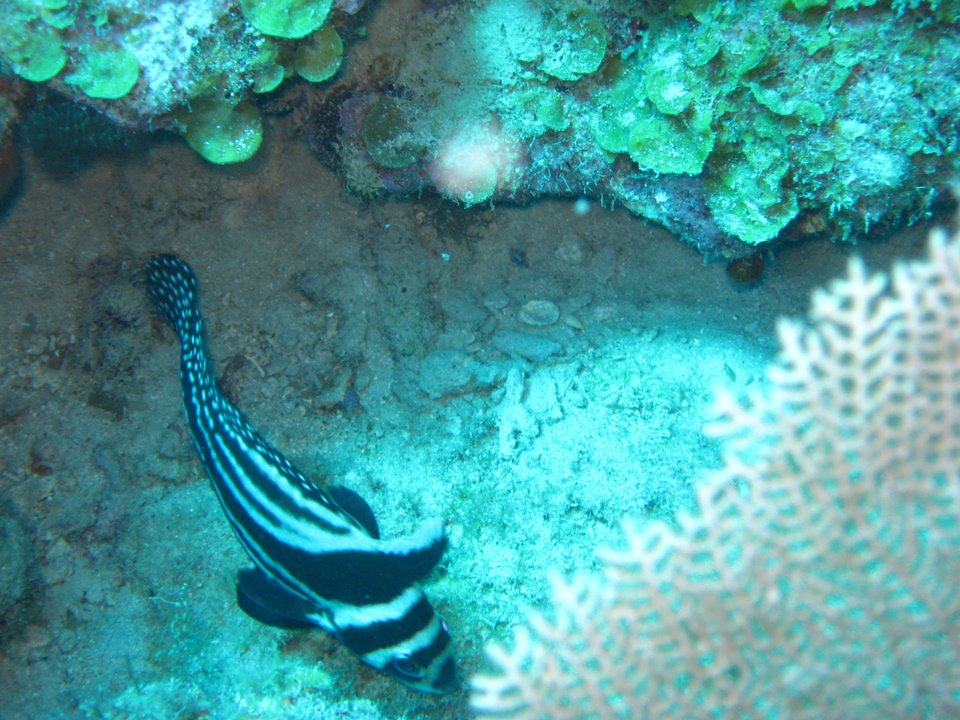 IMG_1087.JPG