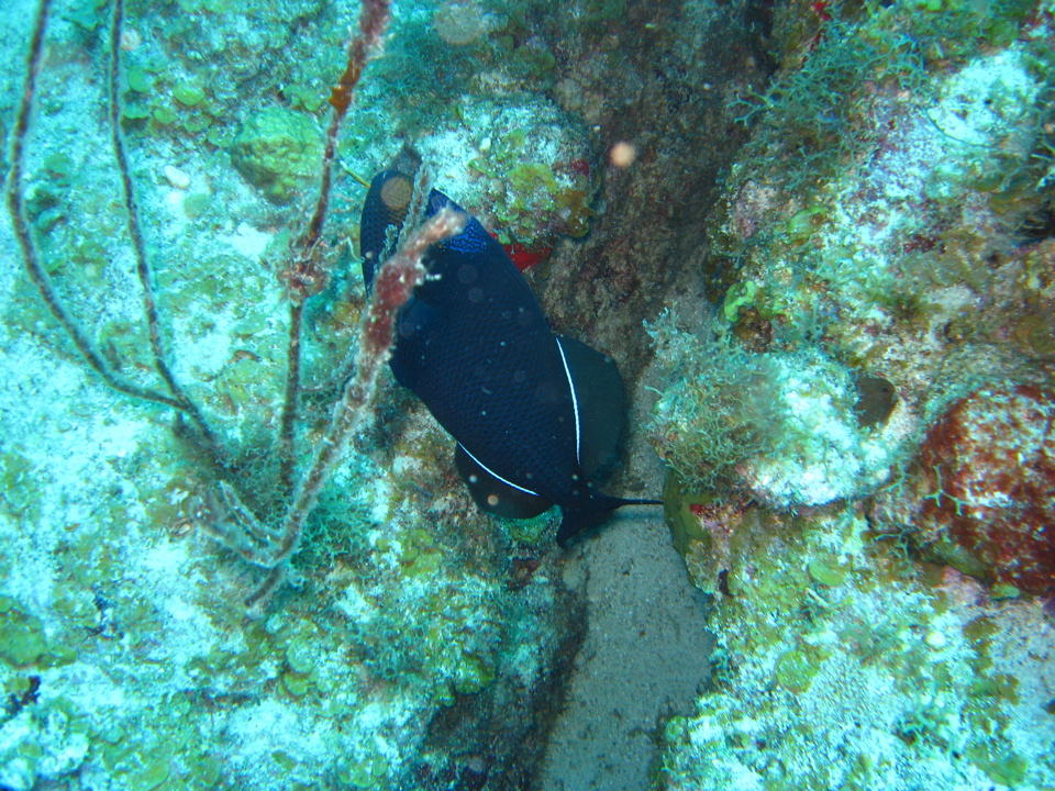 IMG_1093.JPG