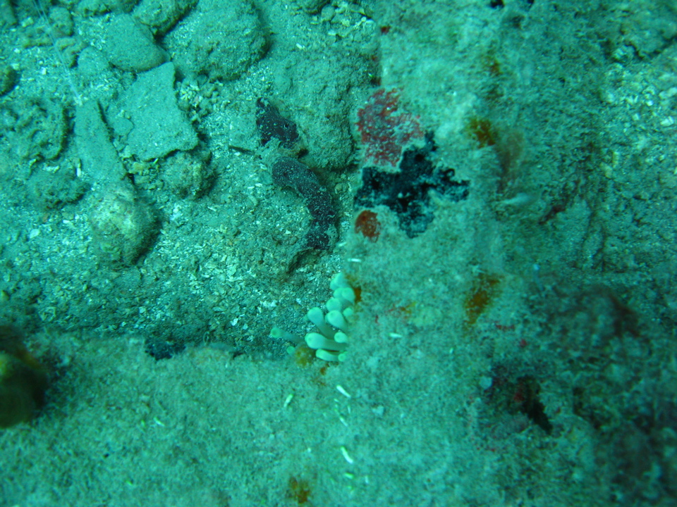 IMG_1386.JPG