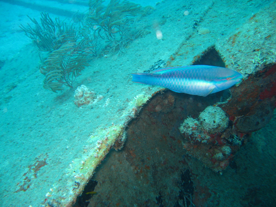 IMG_1387.JPG