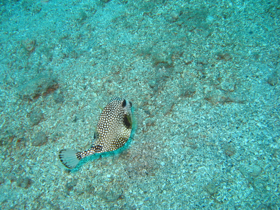IMG_1388.JPG