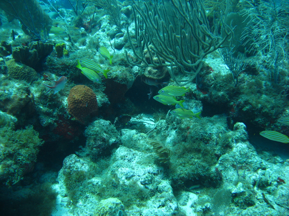 IMG_0817.JPG