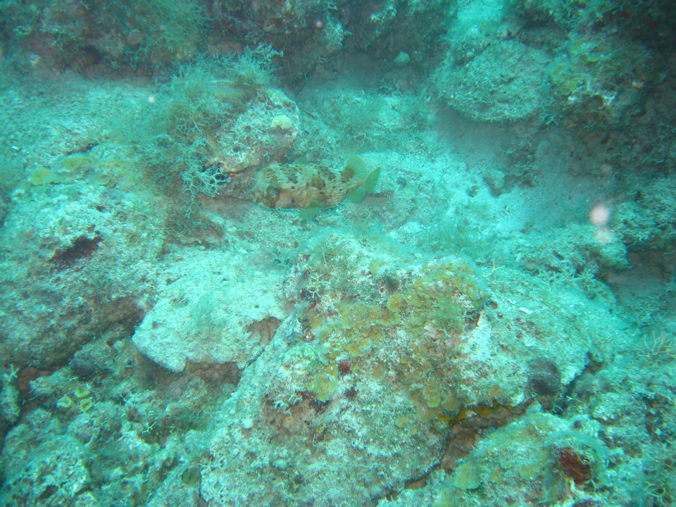 IMG_0945.JPG
