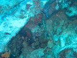 IMG_0980.JPG
