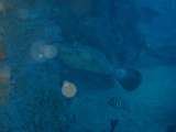 IMG_1000.JPG