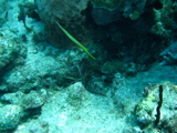 IMG_0755.JPG