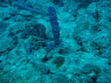 IMG_1035.JPG