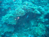 IMG_1038.JPG