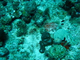 IMG_1040.JPG