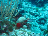 IMG_1045.JPG