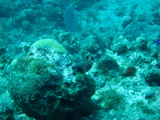 IMG_1050.JPG
