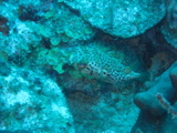 IMG_1081.JPG