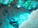 IMG_1087.JPG