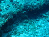 IMG_1090.JPG
