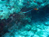 IMG_1091.JPG