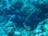 IMG_1097.JPG