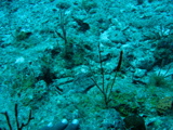 IMG_1098.JPG