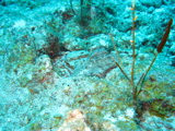 IMG_1099.JPG