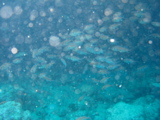 IMG_1127.JPG