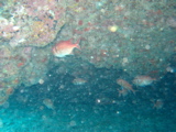 IMG_1135.JPG