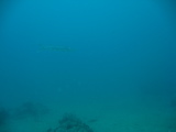 IMG_1142.JPG