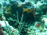 IMG_1145.JPG