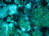 IMG_0743.JPG