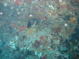 IMG_1150.JPG