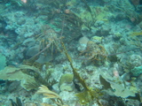 IMG_1158.JPG
