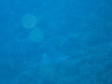 IMG_1335.JPG
