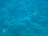 IMG_1337.JPG