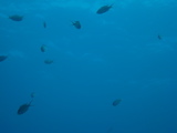 IMG_1338.JPG