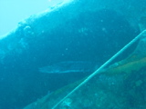 IMG_1379.JPG