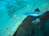 IMG_1387.JPG