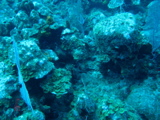 IMG_0745.JPG
