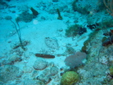 IMG_0816.JPG