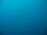 IMG_0832.JPG