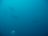 IMG_0833.JPG