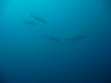 IMG_0834.JPG