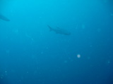 IMG_0835.JPG