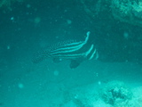 IMG_0841.JPG