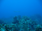 IMG_0750.JPG
