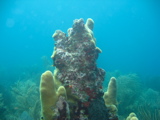IMG_0867.JPG