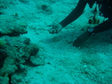 IMG_0928.JPG