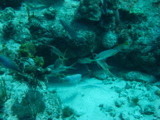 IMG_0751.JPG